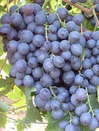  kósa szőlő